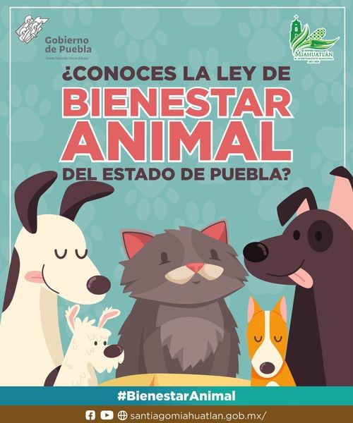 ¿Conoces la ley de bienestar animal del estado de Puebla?