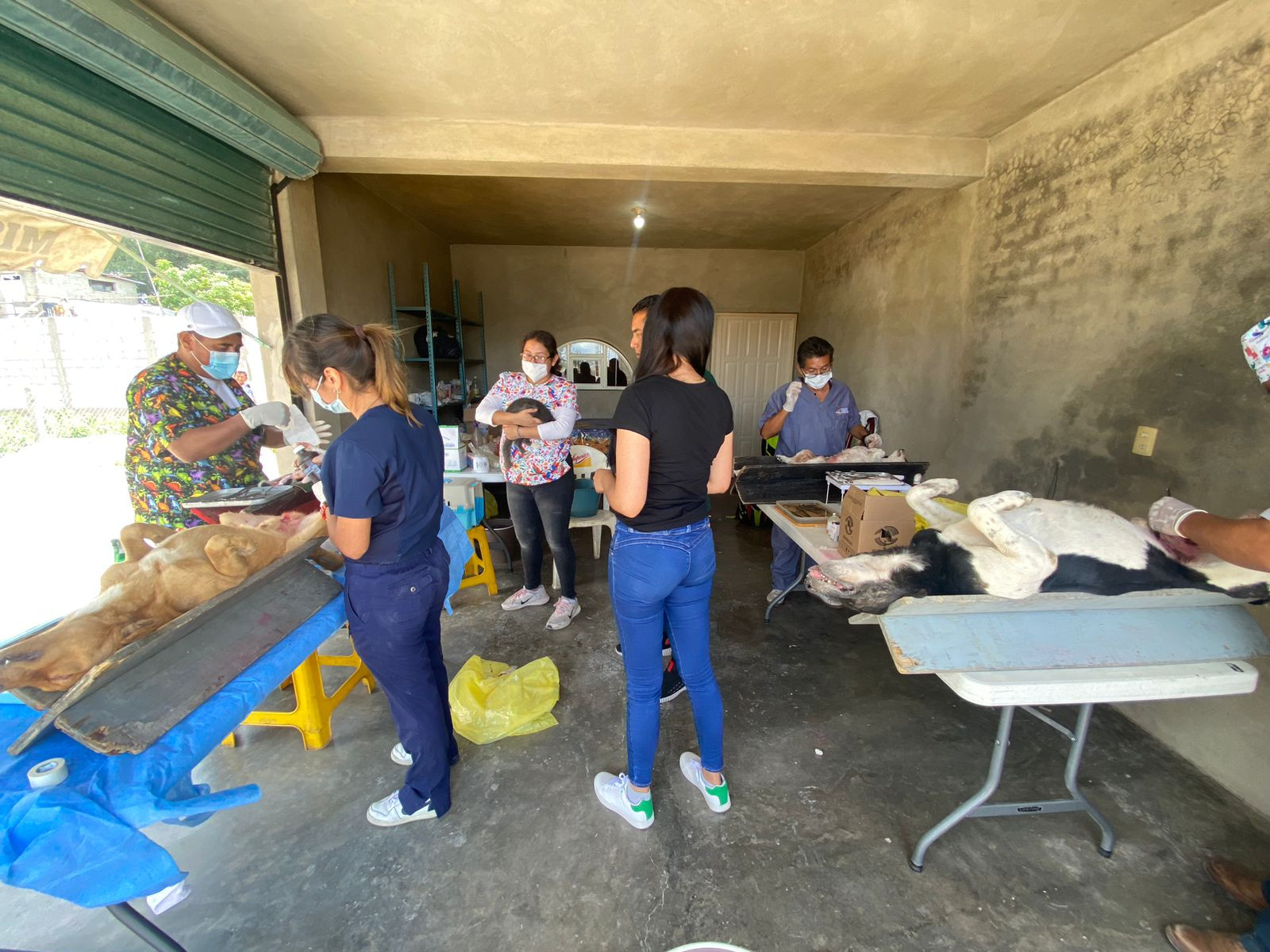 Jornada de esterilización canina y felina en diferentes colonias de nuestro municipio.